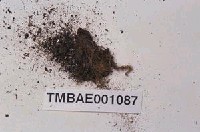 藏品(曲背苔)的圖片